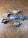 Trolleite Stone Sea Turtles